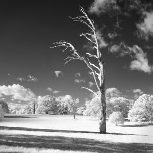 black and white photo of tree
