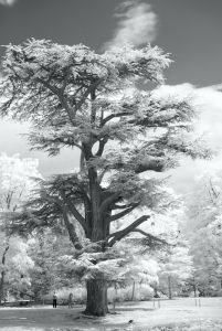 tree at painshill park